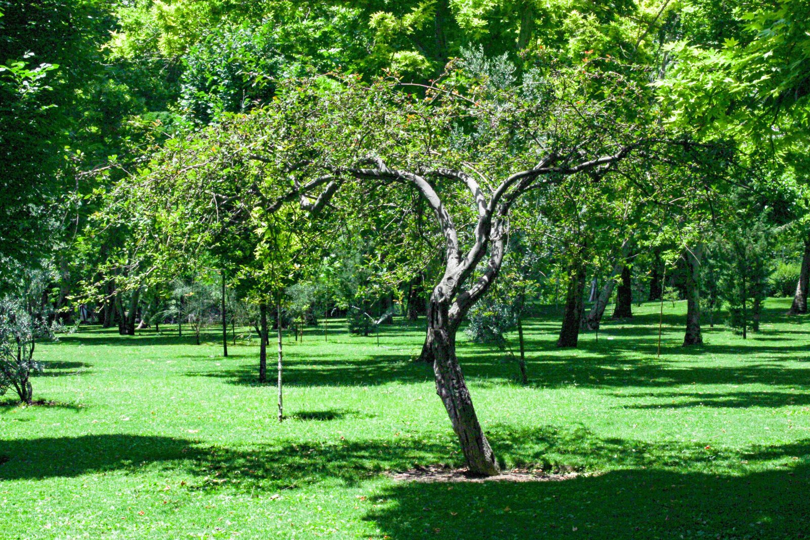 jardin arboré