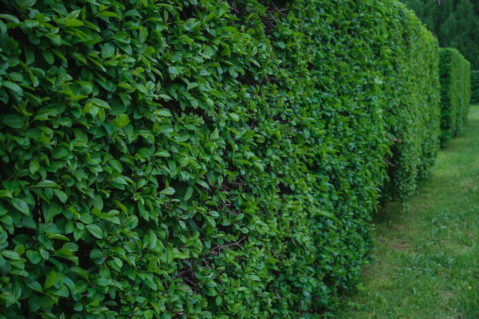 haies de jardin constitué d'arbustes