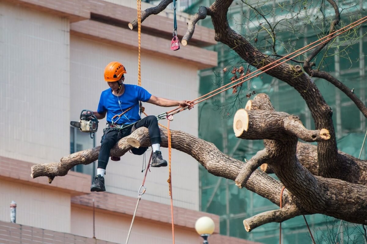 un élagueur en train de couper un arbre