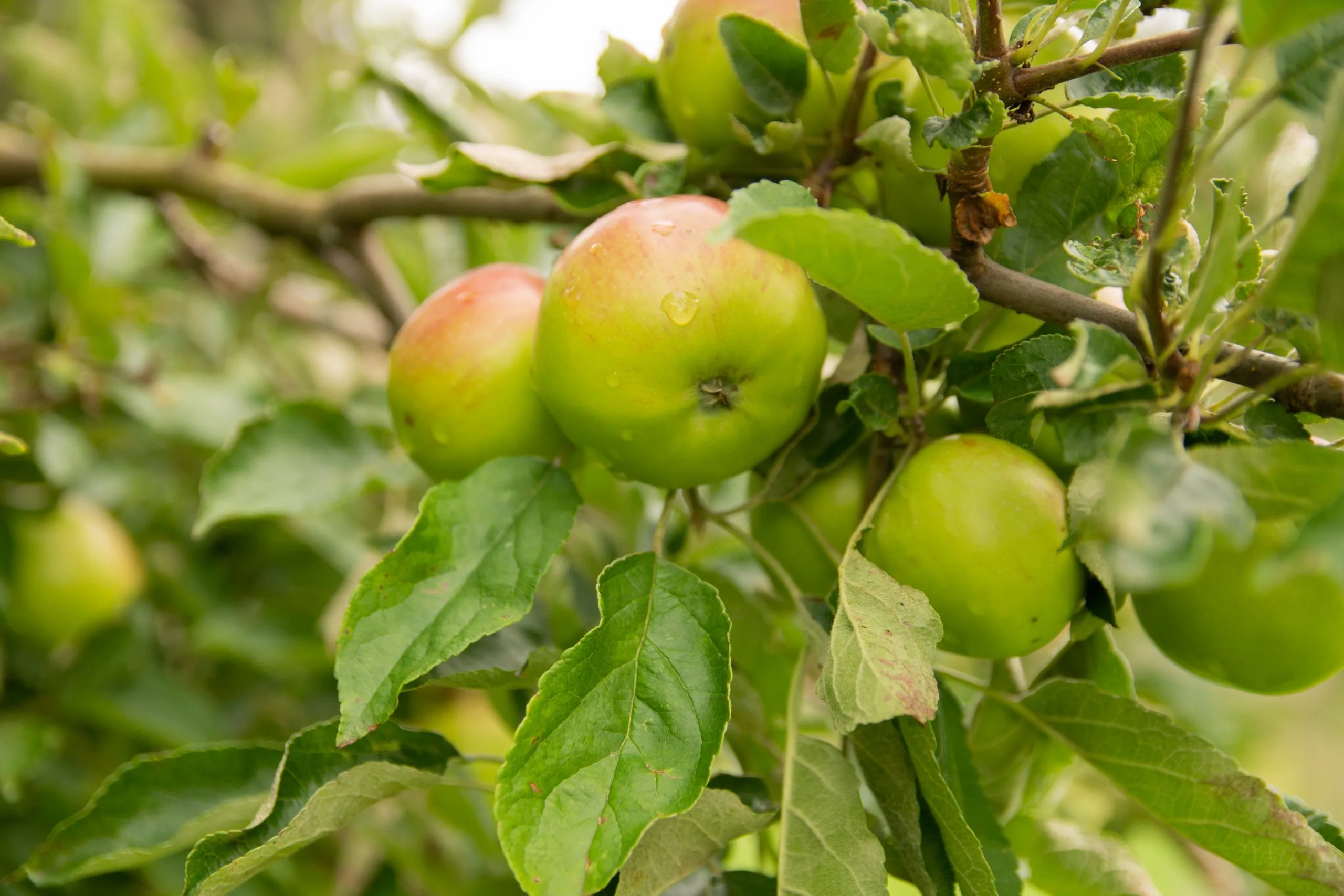 photo arbre fruitier 2 scaled