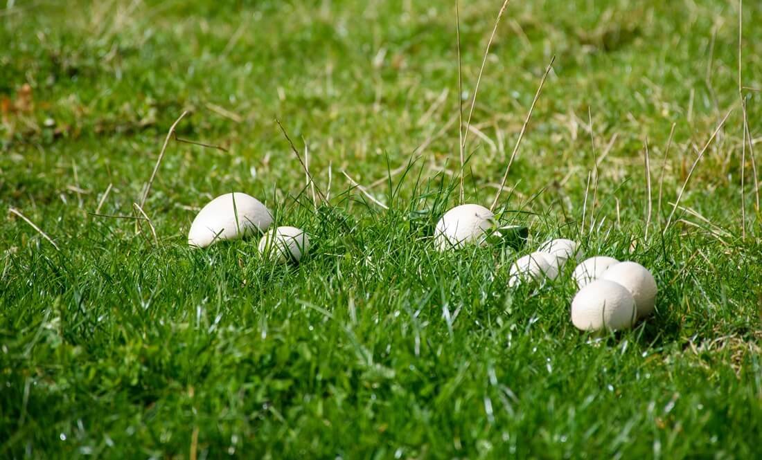 champignons dans le jardin