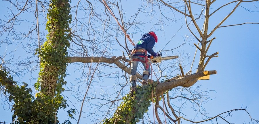 homme qui élague un arbre en respectant la réglementation