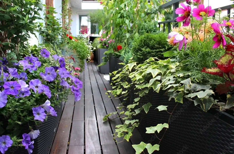 Balcon urbain fleuri avec pétunias violets, cosmos roses et lierre panaché dans des jardinières en résine tressée