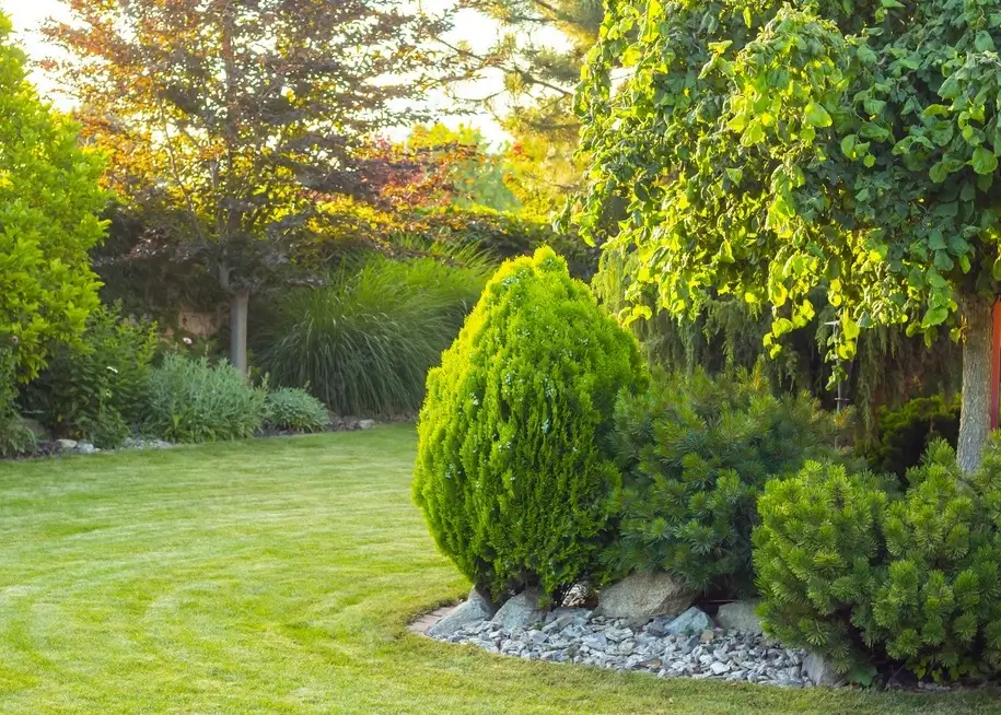 Jardin paysager avec pelouse verte, massif de conifères, érable japonais et paillage minéral en galets