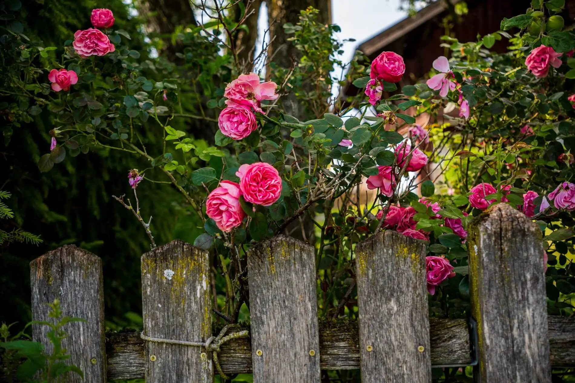clôture-jardin-privatif-copropriété