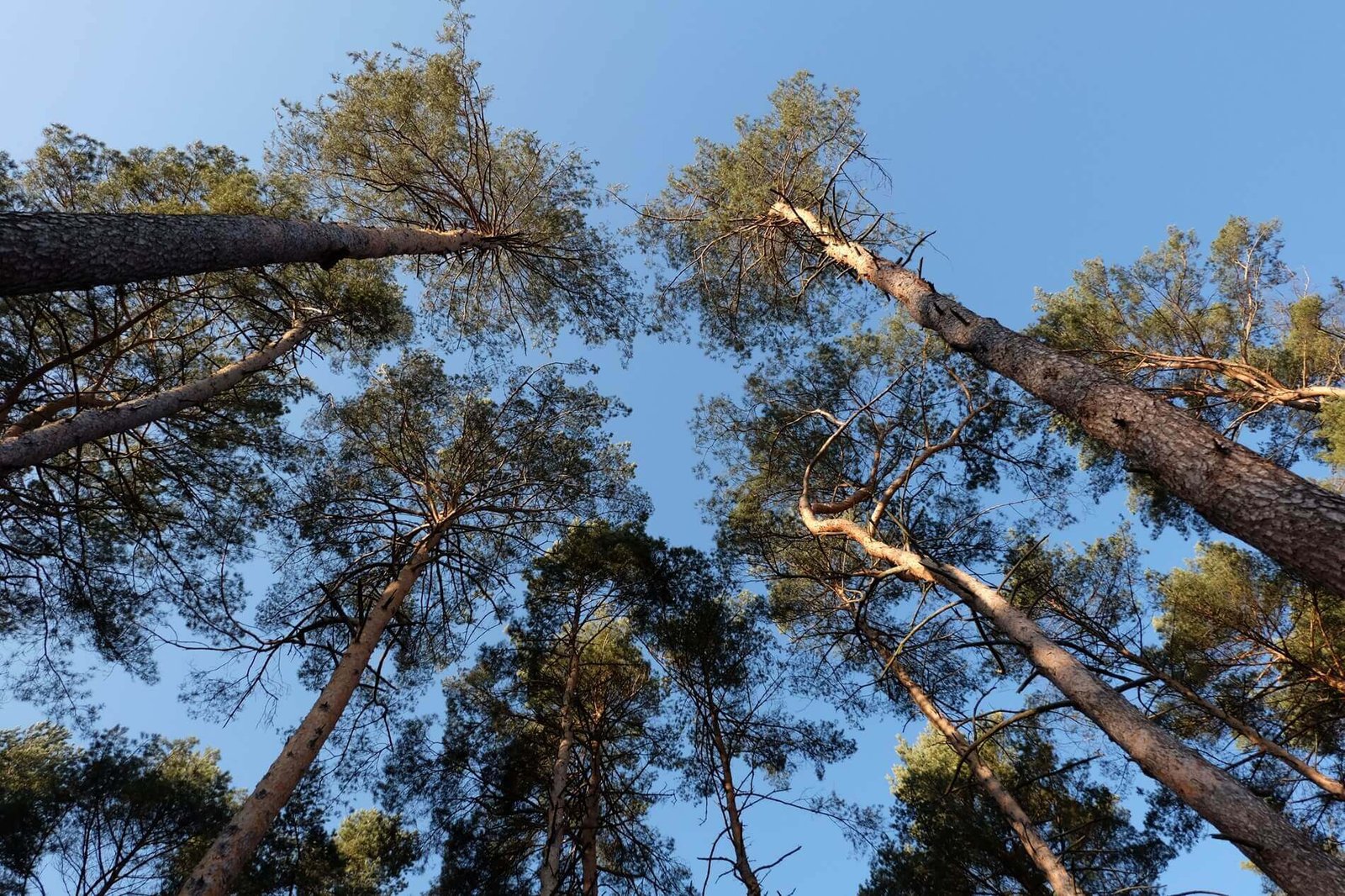 hauteur-pour-arbre-jardin-privatif-copropriété