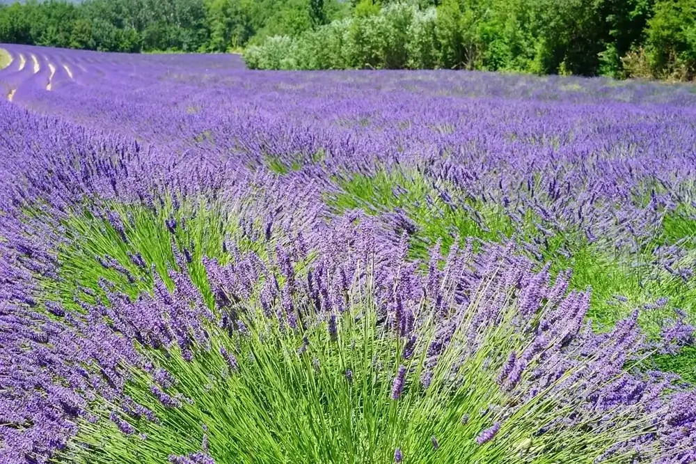 Champ de lavande plante resistante à la secheresse