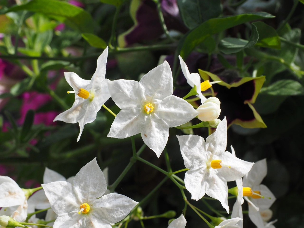 Jasmin étoilé plante grimpante