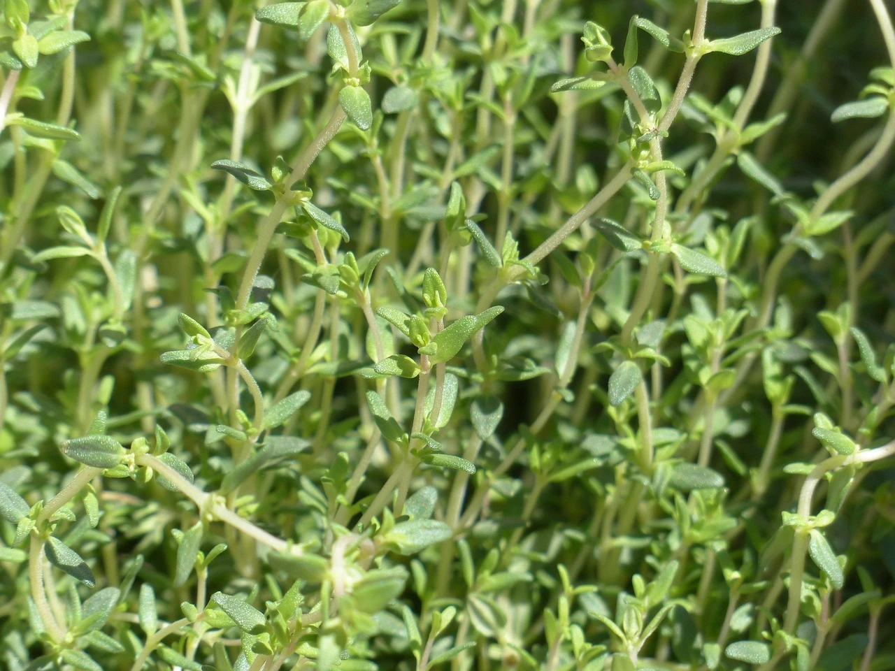 Thym plante couvre sol resistante secheresse