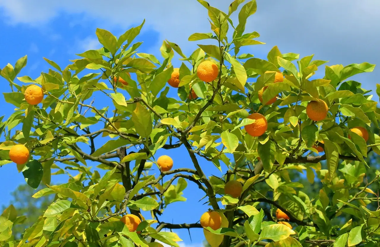 arbre-fruitier-agrumes-jardin