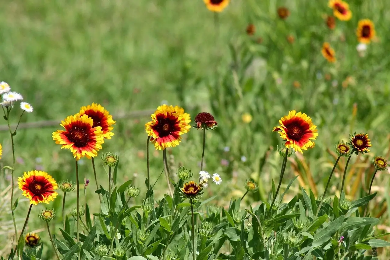 Gaillardes aux fleurs rouges et jaunes, plantes résistantes à la sécheresse, dans un jardin ensoleillé