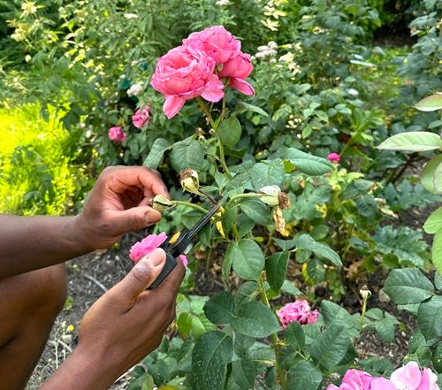 suppression-fleurs-fanees-rosier
