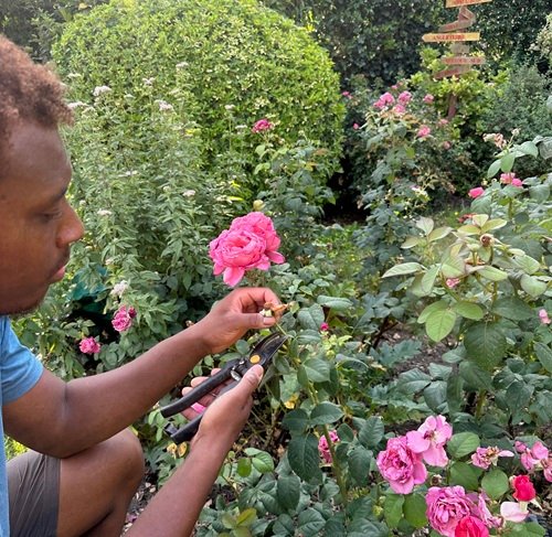 Jardinier Art Parc taillant un rosier au sécateur dans un massif de roses