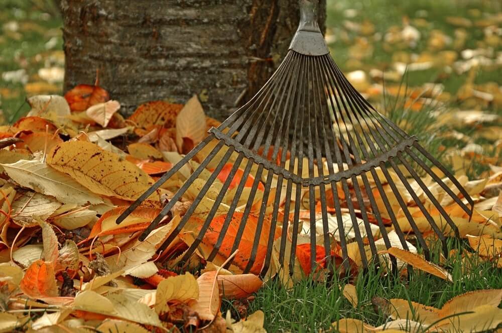 Paysagiste à Saint-Maur-des-Fossés réalisant le ramassage des feuilles mortes