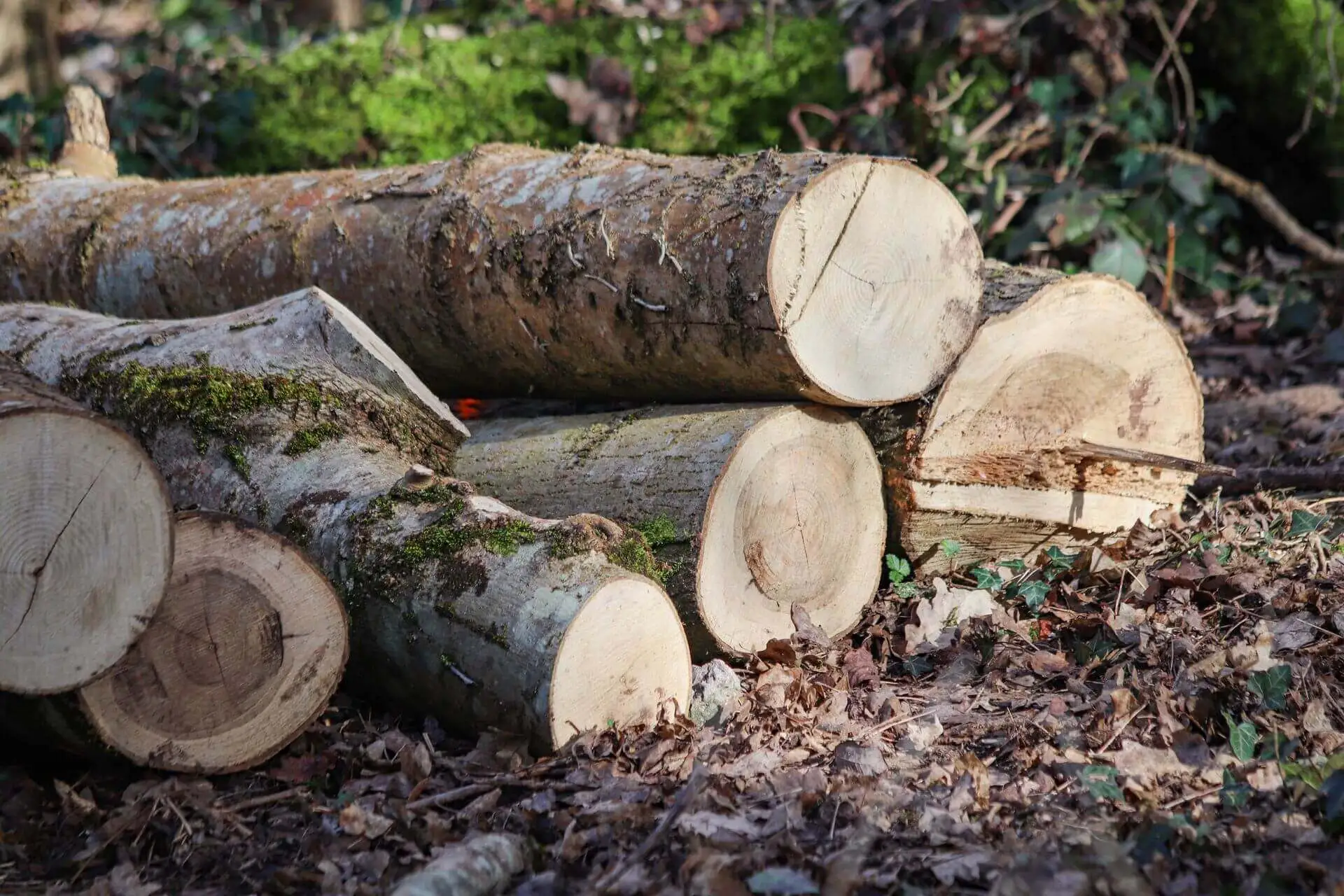 Abattage-arbre-copropriété-sans-autorisation