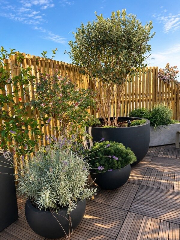 Création paysagère d’une terrasse à Paris avec olivier en pot, plantes méditerranéennes, jardinières contemporaines et claustra en bois