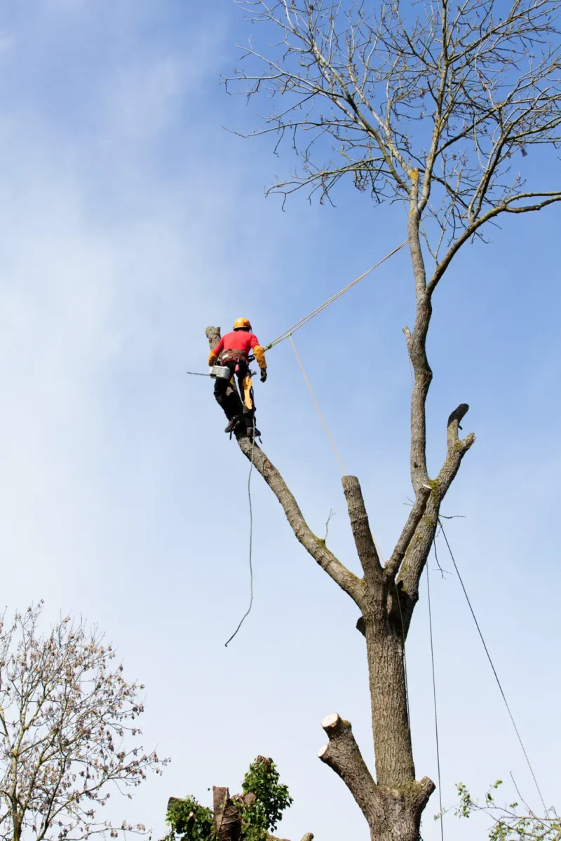 Élagueur grimpeur démontant un arbre par rétention