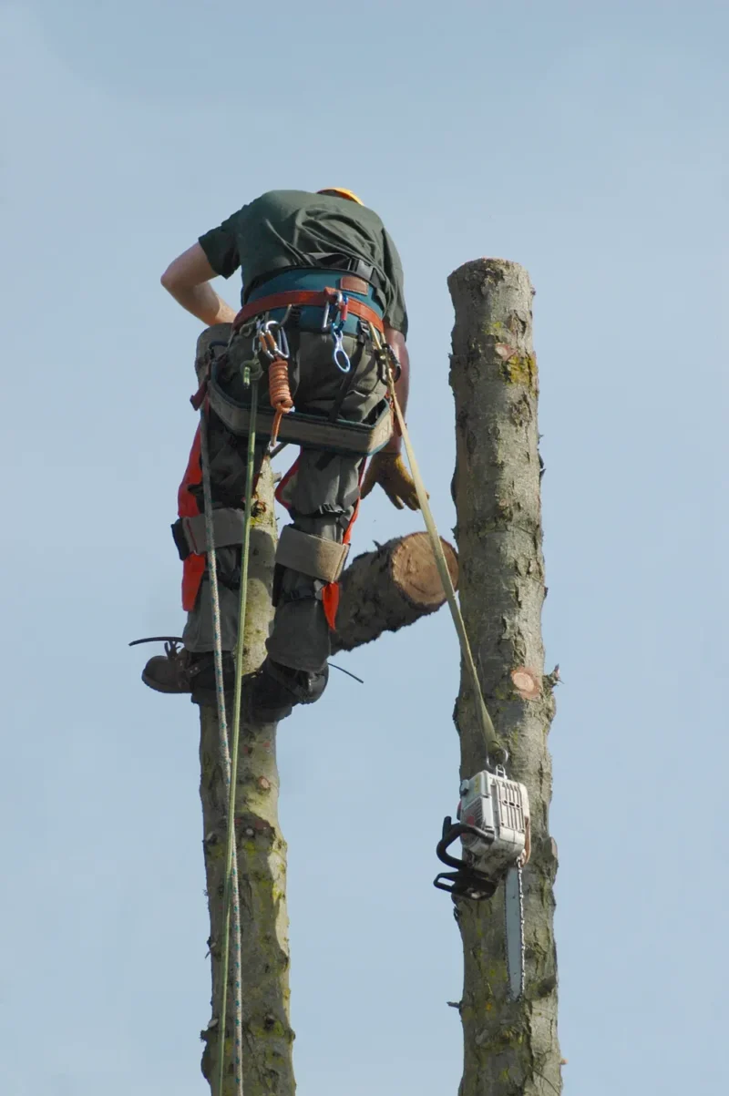 Tronc d’arbre démonté par tronçons lors d’un abattage