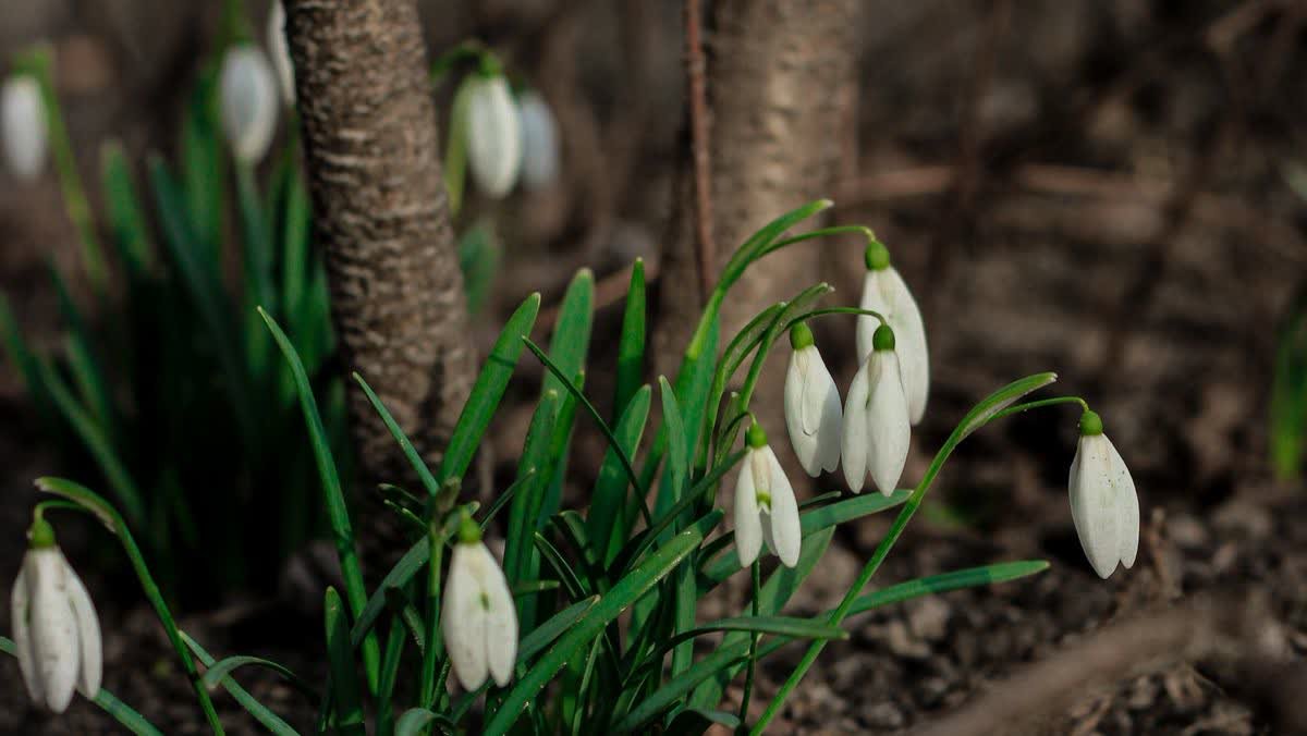 Perce-neige en fleurs au pied d'un arbre à la fin de l'hiver
