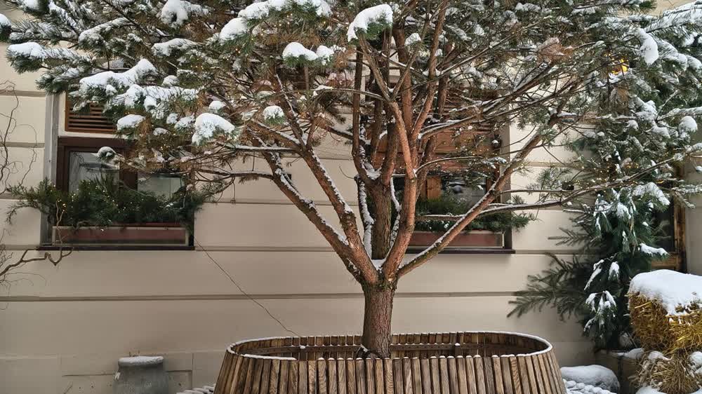 Banc circulaire en bois autour du tronc d'un arbre