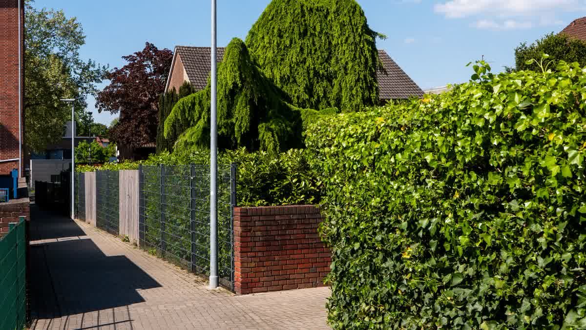 Haies et arbres de jardins qui débordent sur le trottoir d'une rue résidentielle