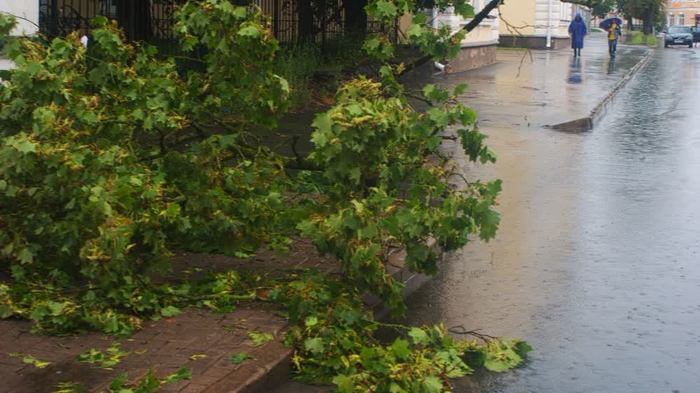 Branche d'arbre tombée sur un trottoir après la pluie