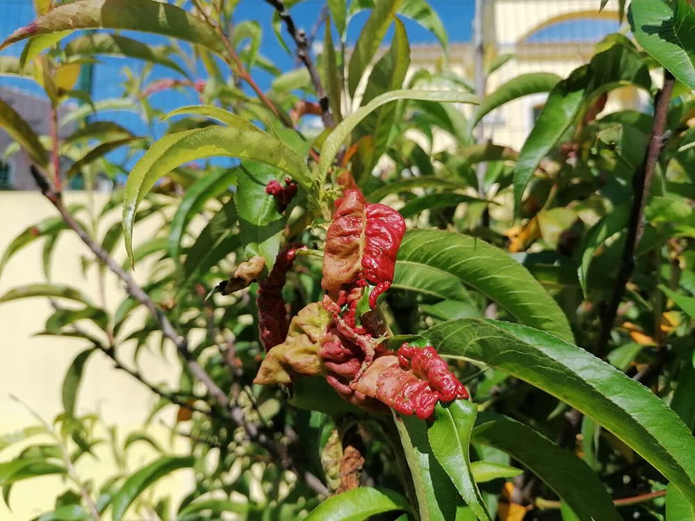 Feuilles de pêcher rouges et boursouflées, attaquées par la cloque