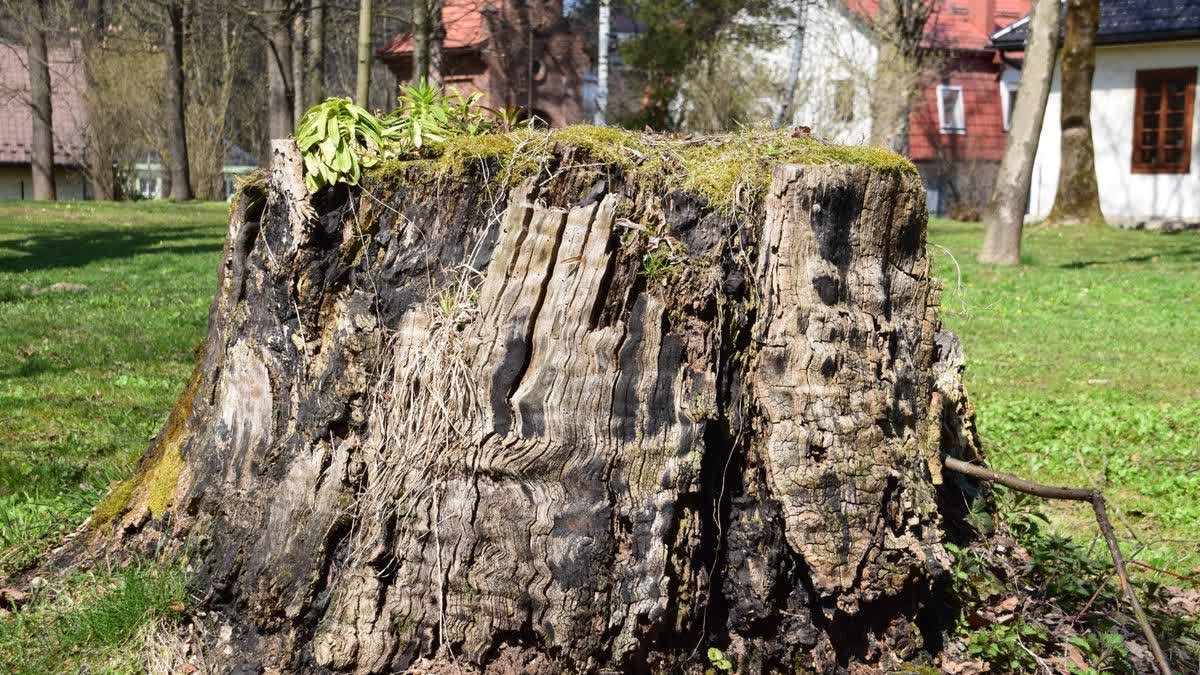 Vieille souche d'arbre à enlever dans la pelouse d'un jardin