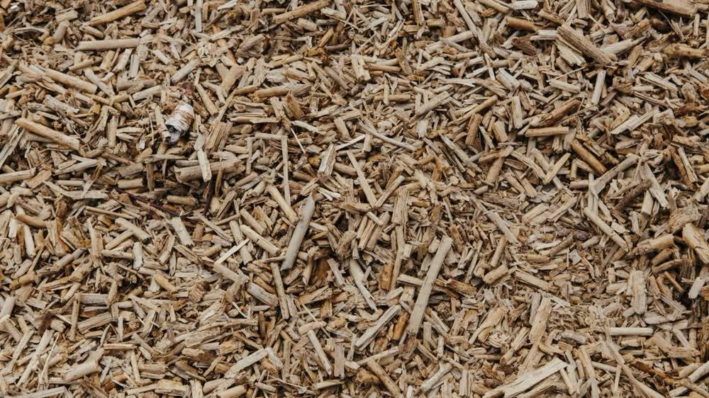 Copeaux de bois issus du rognage d'une souche, réutilisables en paillage