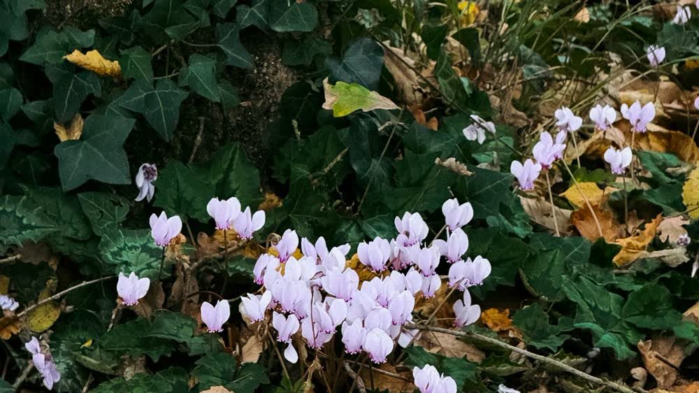 Cyclamens roses en fleurs dans un tapis de lierre et de feuilles mortes