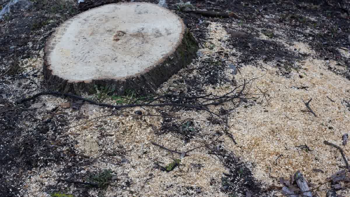 Souche d'arbre fraîchement coupée au milieu de la sciure, avant rognage ou dessouchage