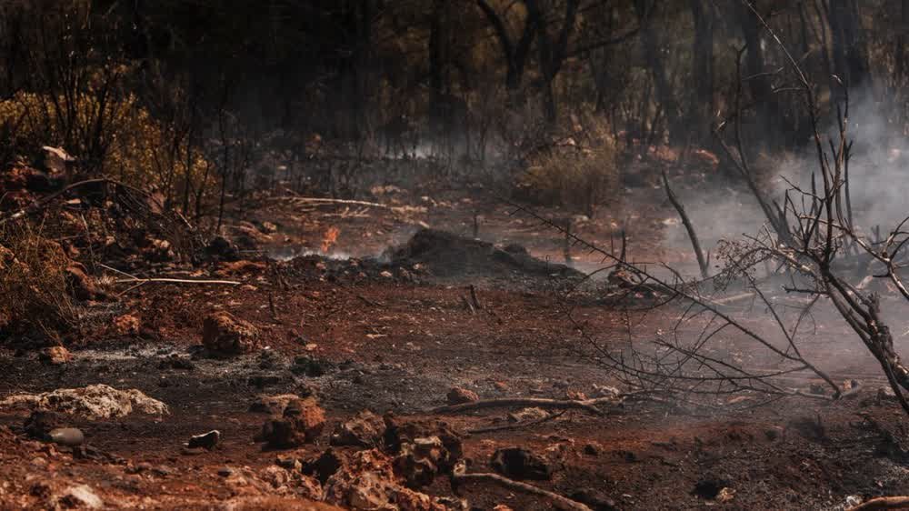 Sous-bois brûlé et fumant après un incendie de forêt