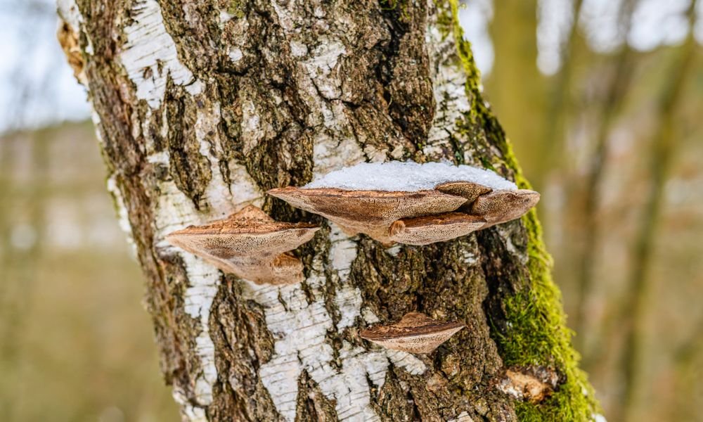 Amadouvier, champignon parasite en forme de console sur le tronc d'un bouleau