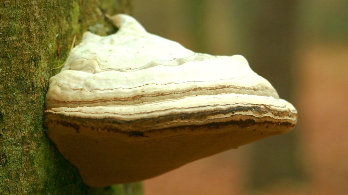Champignon polypore sur le tronc d'un arbre malade, signe de pourriture du bois