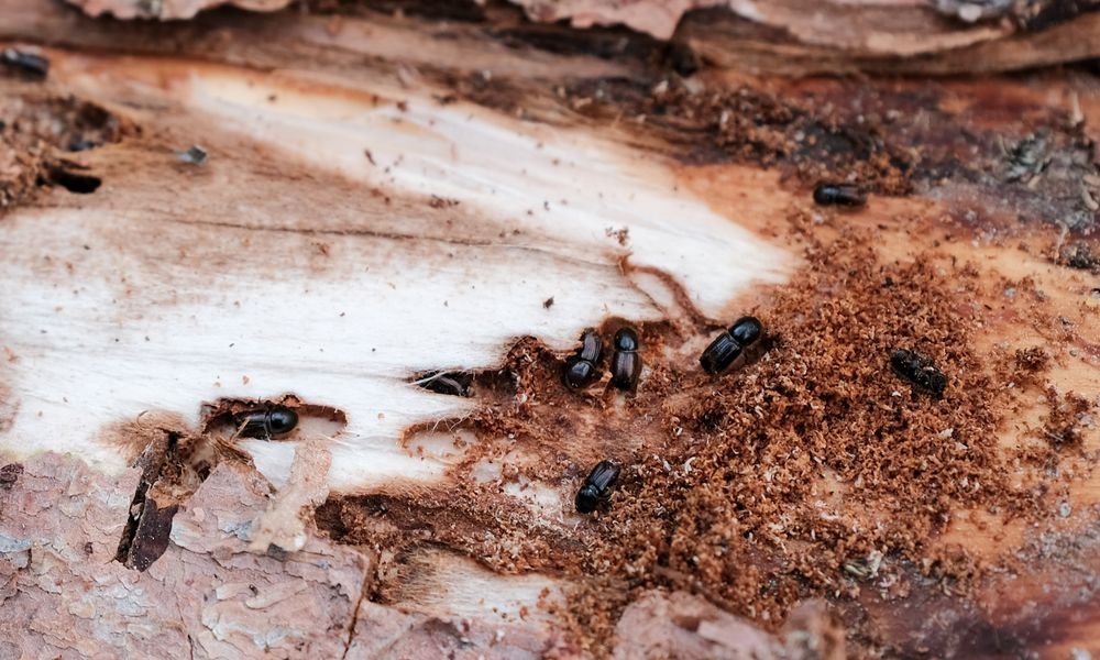 Insectes foreurs sous une écorce décollée, avec galeries et sciure
