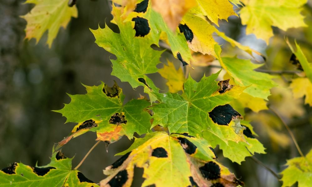 Feuilles d'érable couvertes de taches noires, symptôme de la tache goudronneuse