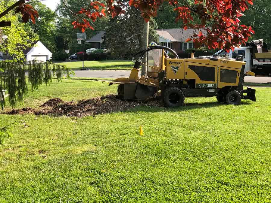 Rogneuse de souche au travail sur une pelouse de jardin