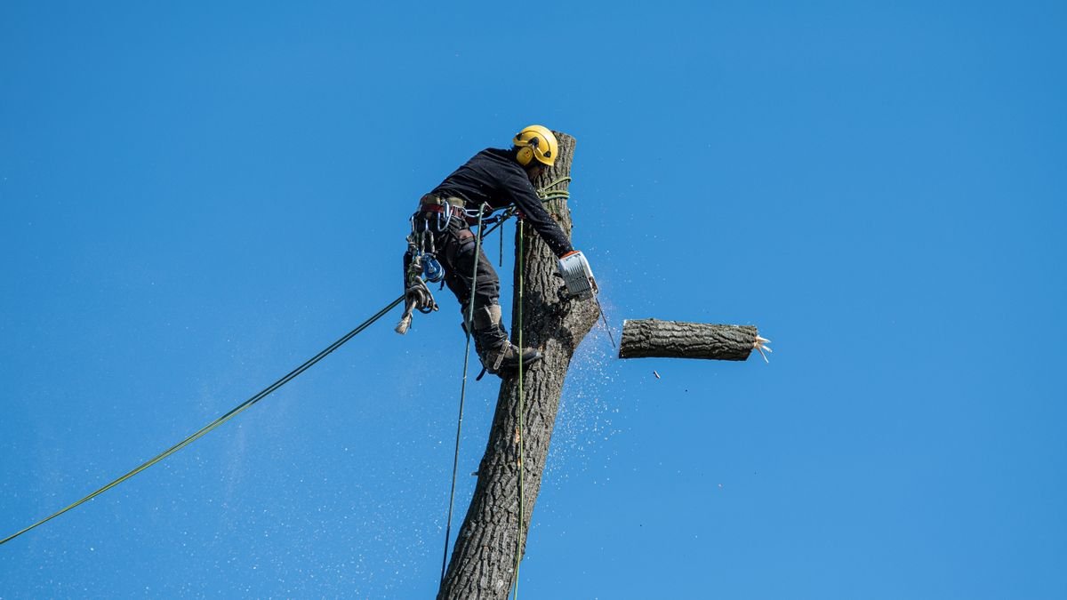 Élagueur encordé réalisant l'abattage d'un arbre par démontage à la tronçonneuse