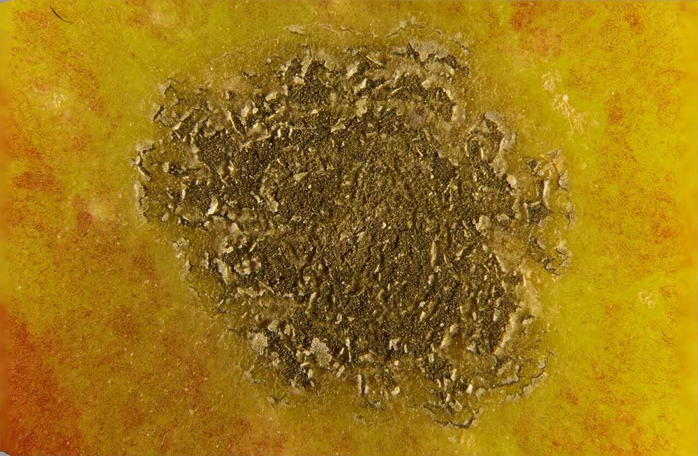 Tache de tavelure brune et liégeuse sur une pomme
