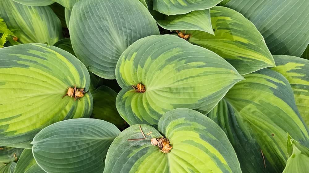 Feuillage panaché d'hosta et fougère, vivaces d'ombre pour le pied d'un arbre